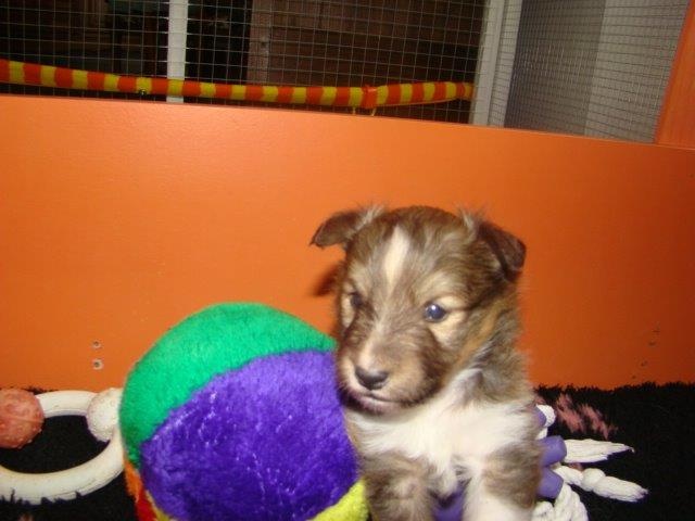 Lann  Loperhet - Shetland Sheepdog - Portée née le 22/11/2014