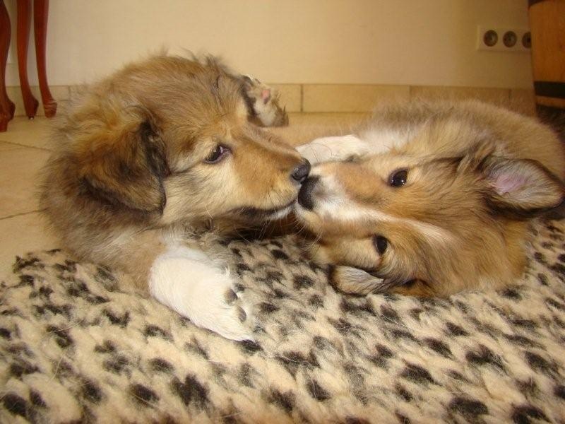 Lann Loperhet - Shetland Sheepdog - Portée née le 28/11/2009